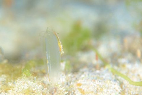 ウミショウブハゼ属の1種