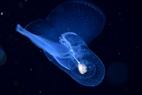 刺激的な水中生物