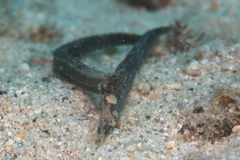 ハチジョウボウヨウジ