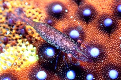 ヒトデヤドリエビ