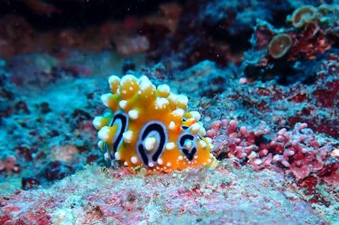 キイロイボウミウシ