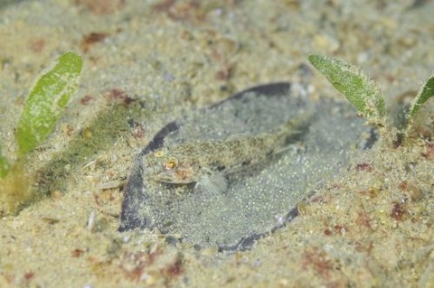 トンガリハゼ属の1種