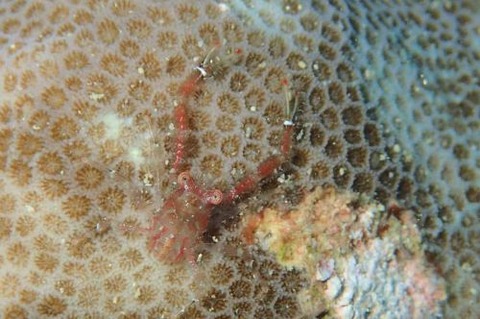 コシオリエビ科の1種