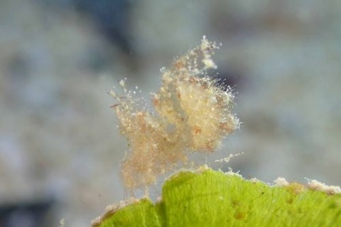 フィコカリス・シムランス