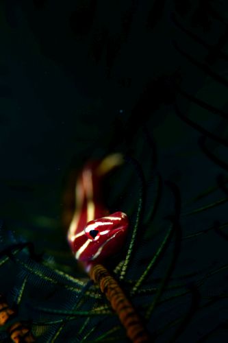 ウミシダウバウオ