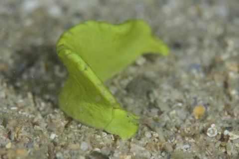 ゴクラクミドリガイ科の1種