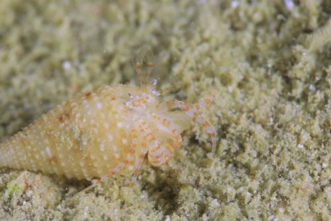 ツノメヒメヤドカリ