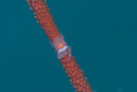 ムチヤギカクレカニダマシ