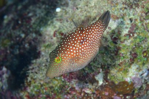 シボリキンチャクフグ