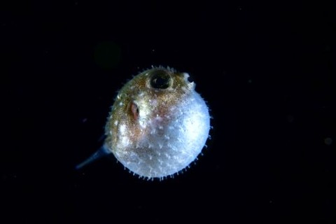 刺激的な水中生物