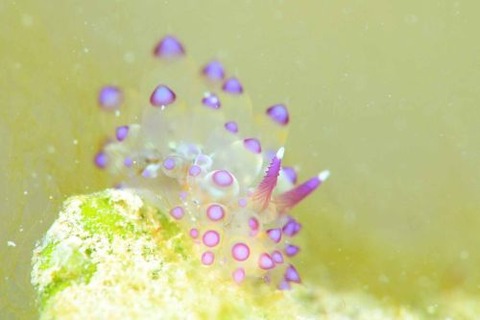 サーシャコヤナギウミウシ