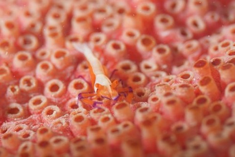 ウミウシカクレエビ