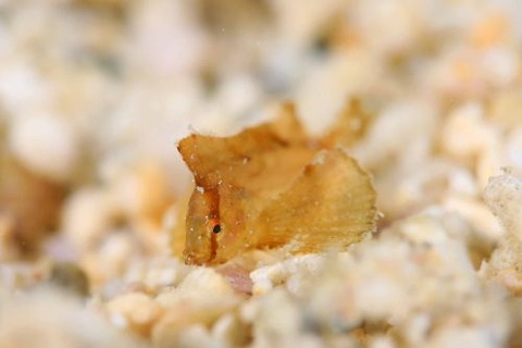 ハダカハオコゼ