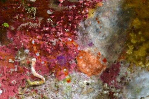 ステノプス・テヌイロストリス