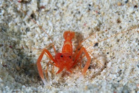 スベスベオトヒメエビ属の1種