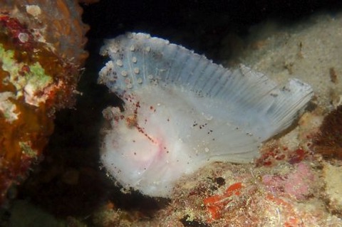 ハダカハオコゼ