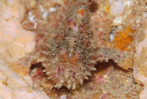 カエルアンコウ科の1種