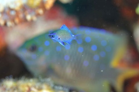 アマミスズメダイ