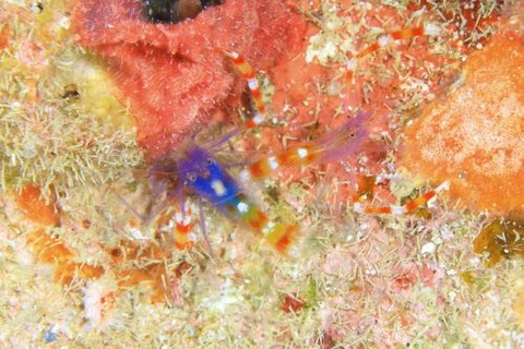 ステノプス・テヌイロストリス