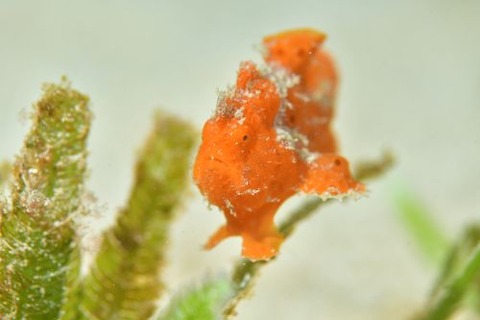 オオモンカエルアンコウ