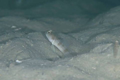 イトヒキハゼ属の1種