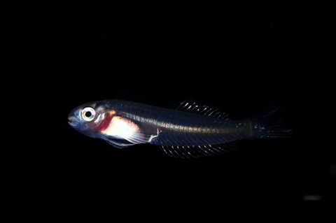 刺激的な水中生物