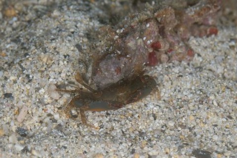 ヒメミドリベニツケガニ