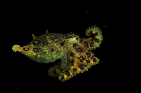 刺激的な水中生物