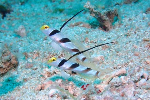 ヒレナガネジリンボウ