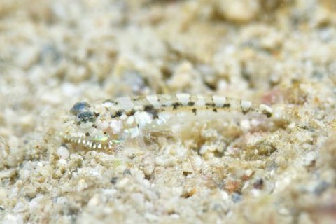 ヒゲモジャハゼ