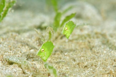 セダカカワハギ