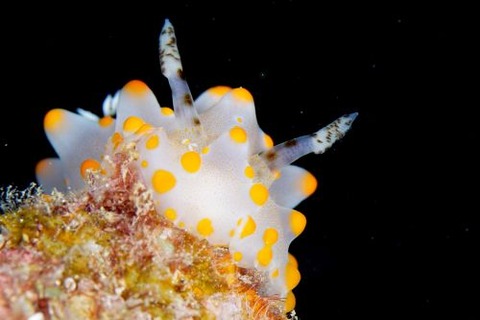 コンペイトウウミウシ