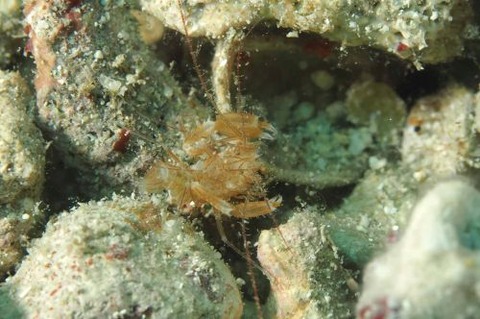 サンゴヒメエビ