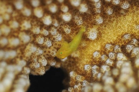 カサイダルマハゼ