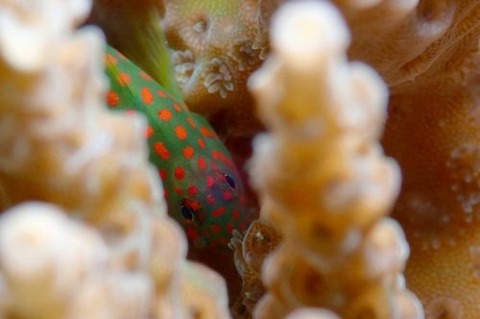 アカテンコバンハゼ