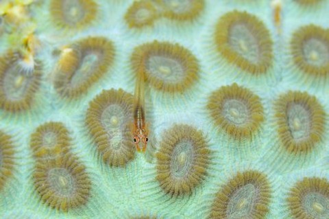 セボシウミタケハゼ