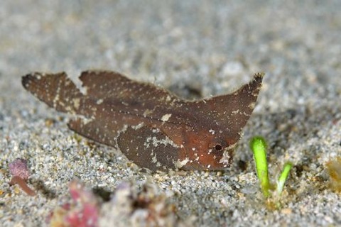 ツマジロオコゼ