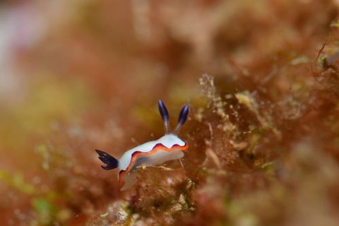 フジナミウミウシ