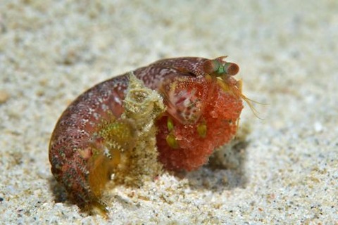 シャコのなかま