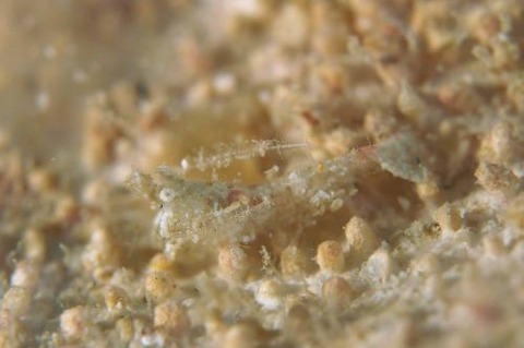 イシエビ科の1種