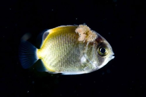 刺激的な水中生物