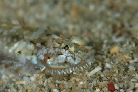 ヒゲモジャハゼ