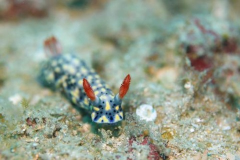 ホシゾラウミウシ