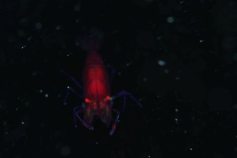 ウミウシカクレエビ