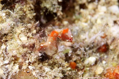 Hippocampus severnsi