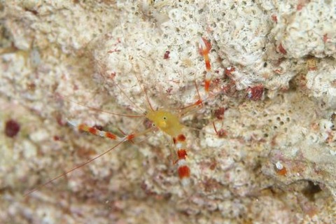 ステノプス・ザンジバリクス