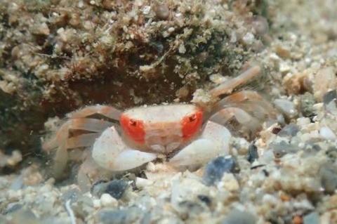 ケブカガニ科の1種