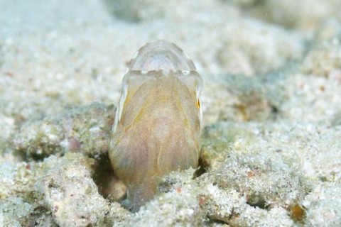 ホシカゲアゴアマダイ