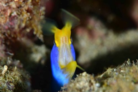 ハナヒゲウツボ