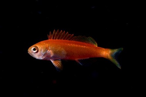 刺激的な水中生物